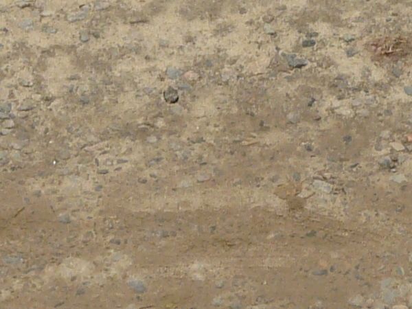 Texture of wet road with mixed, dirt and gravel surface and vegetation at boarders.